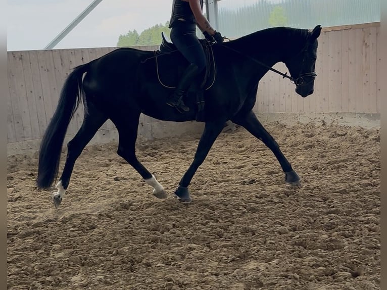 Deutsches Sportpferd Stute 4 Jahre 166 cm Rappe in Westerheim