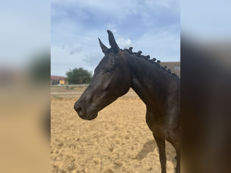 Deutsches Sportpferd Stute 4 Jahre 166 cm Rappe in Freystadt