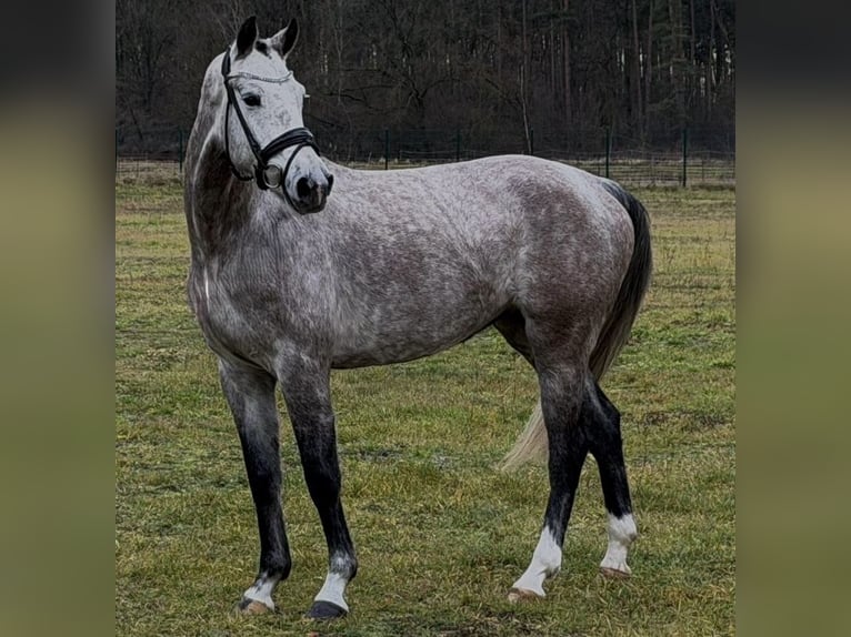 Deutsches Sportpferd Stute 4 Jahre 167 cm Apfelschimmel in Sch&#xF6;nwalde