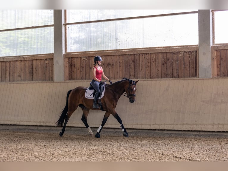 Deutsches Sportpferd Stute 4 Jahre 167 cm Brauner in Kraiburg am Inn