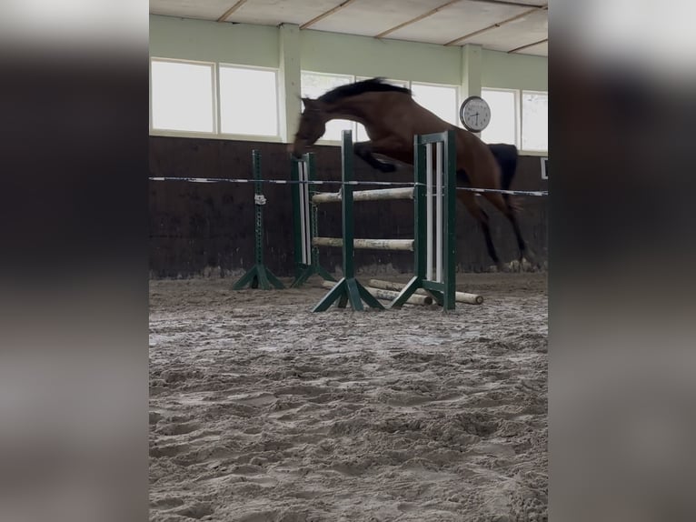 Deutsches Sportpferd Stute 4 Jahre 167 cm Brauner in Teupitz
