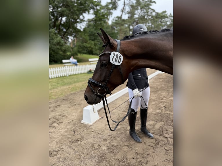 Deutsches Sportpferd Stute 4 Jahre 167 cm Dunkelbrauner in Möckern