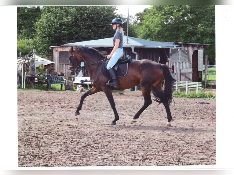 Deutsches Sportpferd Stute 4 Jahre 167 cm Dunkelbrauner in Marienflie&#xDF;