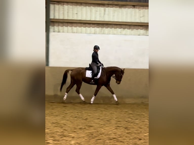 Deutsches Sportpferd Stute 4 Jahre 167 cm Fuchs in Plattenburg