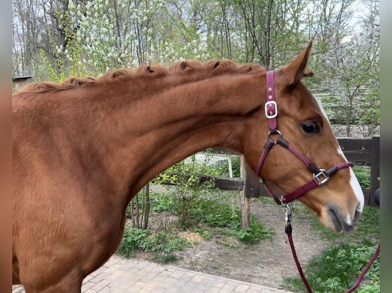 Deutsches Sportpferd Stute 4 Jahre 167 cm Fuchs in Schilda
