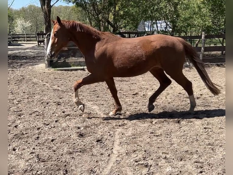 Deutsches Sportpferd Stute 4 Jahre 167 cm Fuchs in Schilda