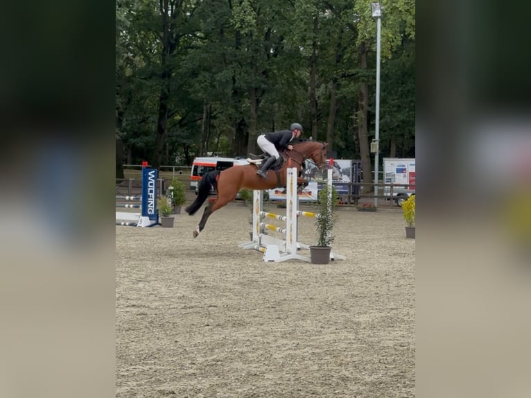 Deutsches Sportpferd Stute 4 Jahre 167 cm Hellbrauner in Sch&#xF6;ppingen