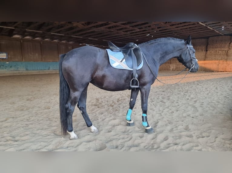 Deutsches Sportpferd Stute 4 Jahre 167 cm Rappe in Langenau