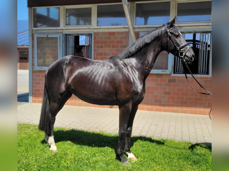 Deutsches Sportpferd Stute 4 Jahre 167 cm Rappe in Vechta