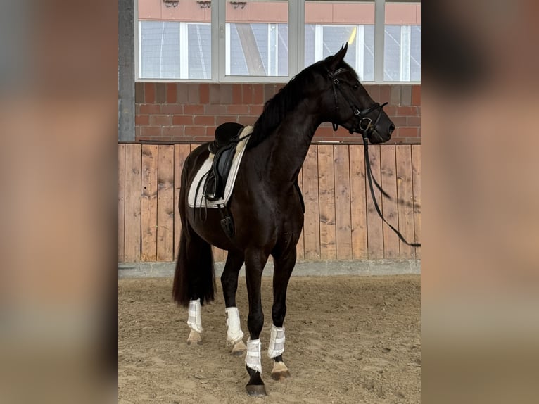 Deutsches Sportpferd Stute 4 Jahre 167 cm Rappe in Vechta