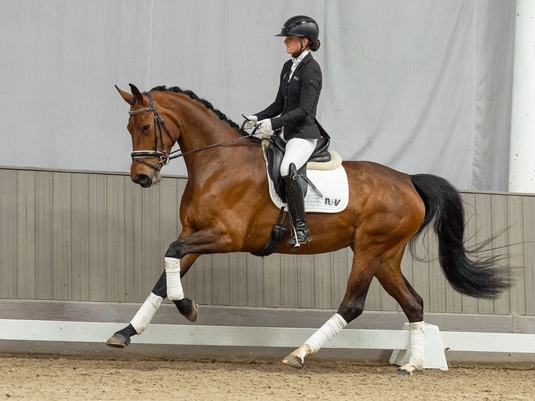 Deutsches Sportpferd Stute 4 Jahre 168 cm Brauner in Münster-Handorf