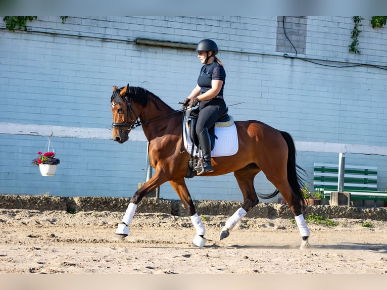 Deutsches Sportpferd Stute 4 Jahre 168 cm Brauner in Radeburg