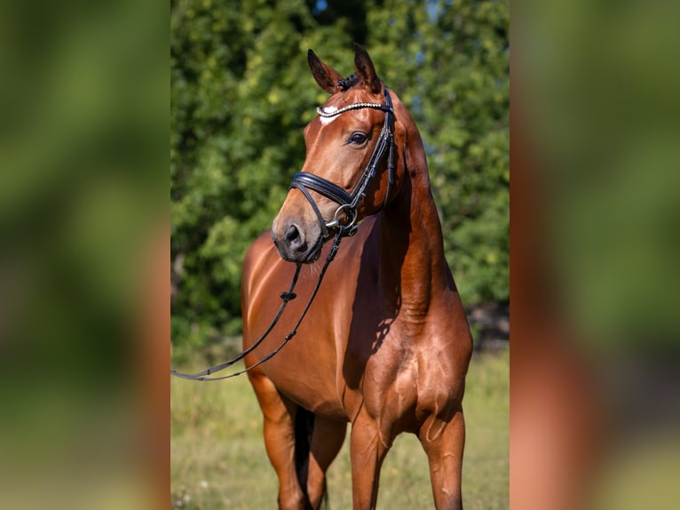 Deutsches Sportpferd Stute 4 Jahre 168 cm Brauner in Radeburg