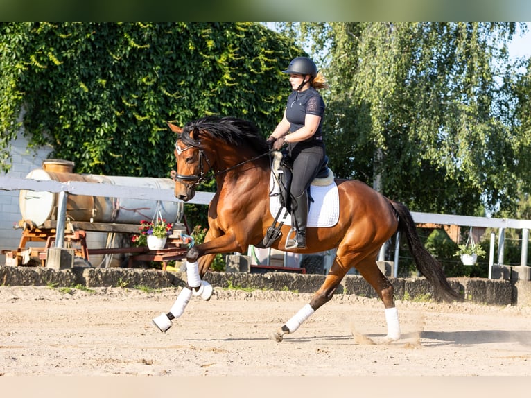 Deutsches Sportpferd Stute 4 Jahre 168 cm Brauner in Radeburg