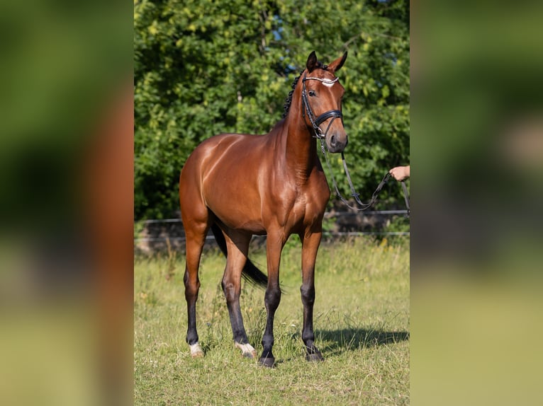 Deutsches Sportpferd Stute 4 Jahre 168 cm Brauner in Radeburg