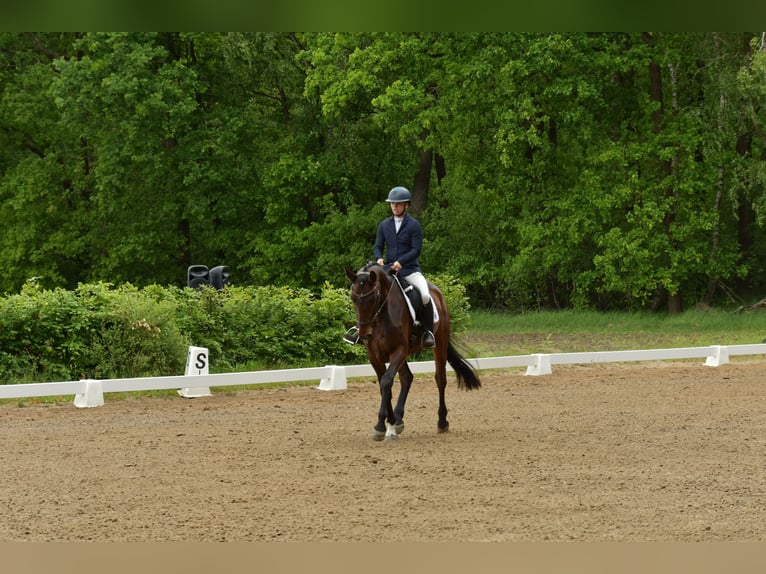 Deutsches Sportpferd Stute 4 Jahre 168 cm Brauner in Uelzen