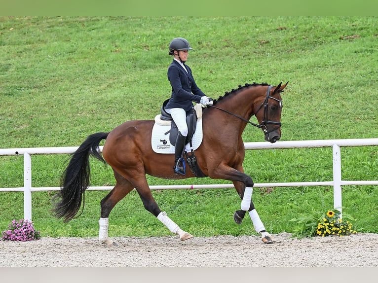 Deutsches Sportpferd Stute 4 Jahre 168 cm Brauner in Gomadingen