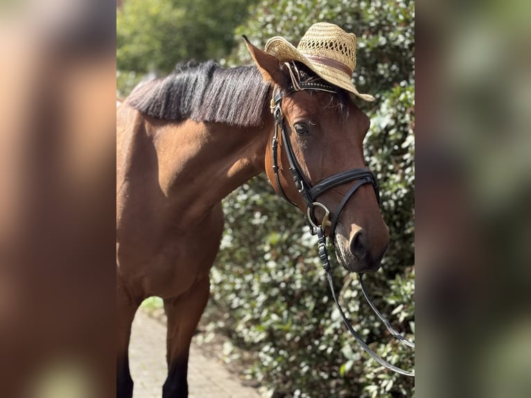 Deutsches Sportpferd Stute 4 Jahre 168 cm Brauner in Vechta