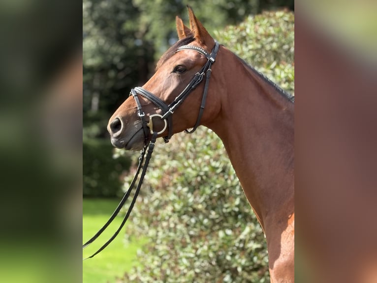 Deutsches Sportpferd Stute 4 Jahre 168 cm Brauner in Vechta