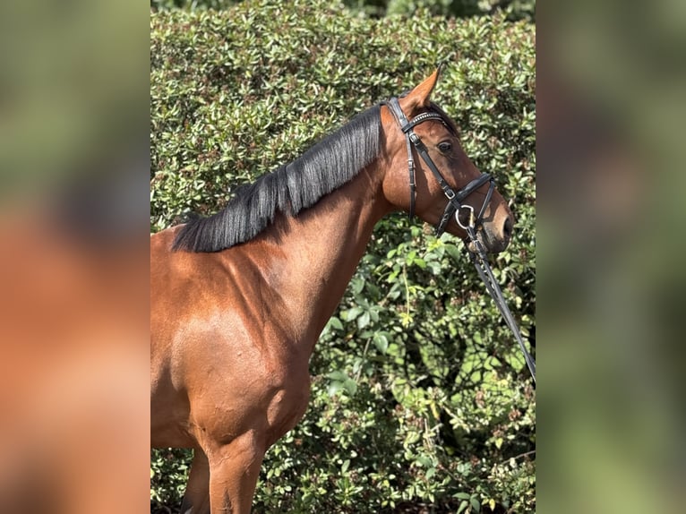 Deutsches Sportpferd Stute 4 Jahre 168 cm Brauner in Vechta