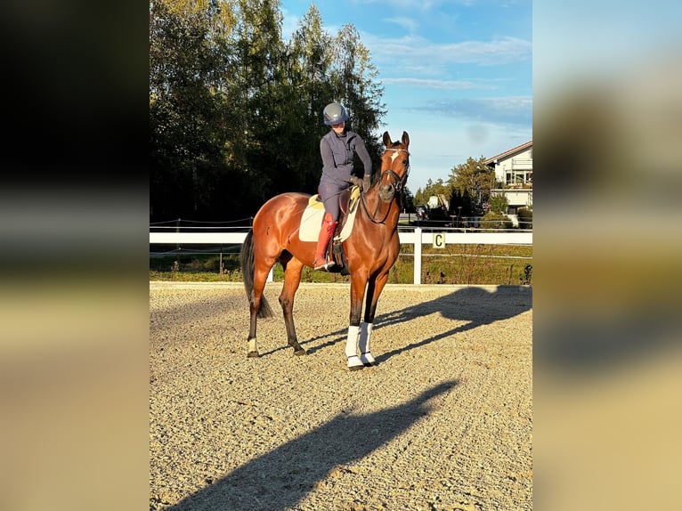 Deutsches Sportpferd Stute 4 Jahre 168 cm Brauner in Lechbruck am See