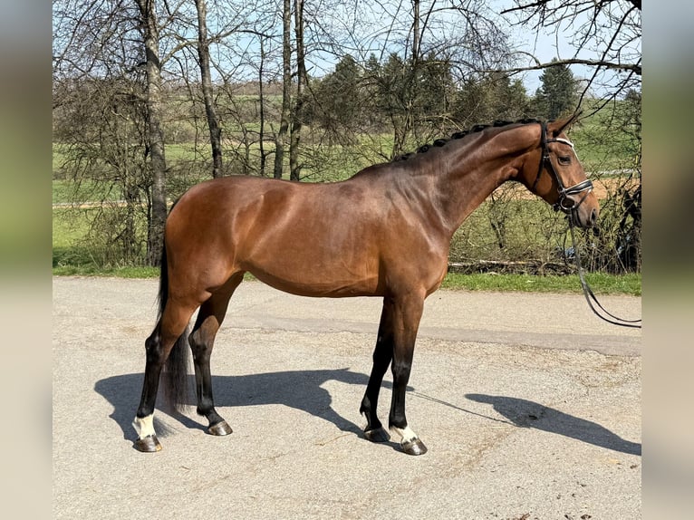 Deutsches Sportpferd Stute 4 Jahre 168 cm Brauner in Lechbruck am See