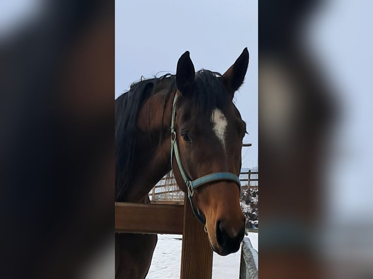 Deutsches Sportpferd Stute 4 Jahre 168 cm Brauner in Bad Aibling