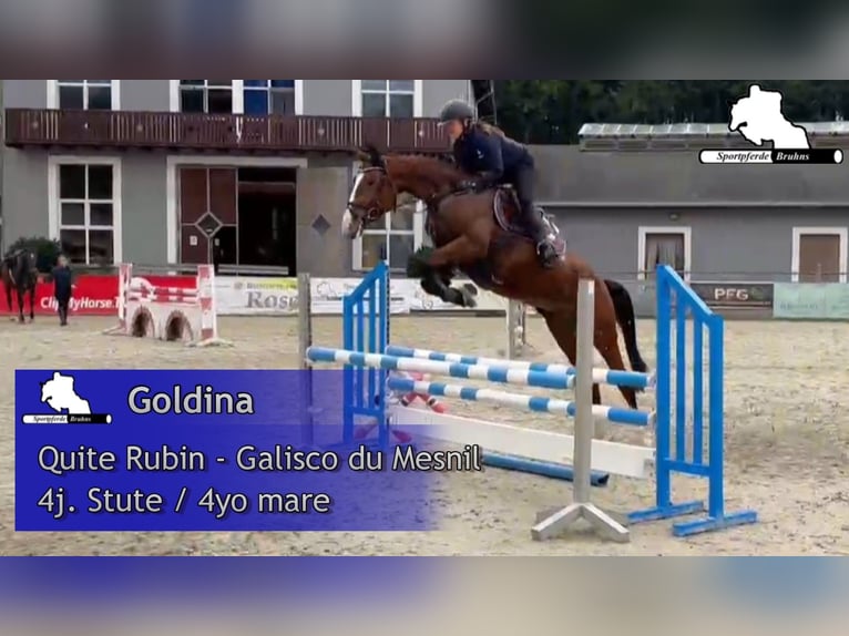 Deutsches Sportpferd Stute 4 Jahre 168 cm Brauner in Gadow