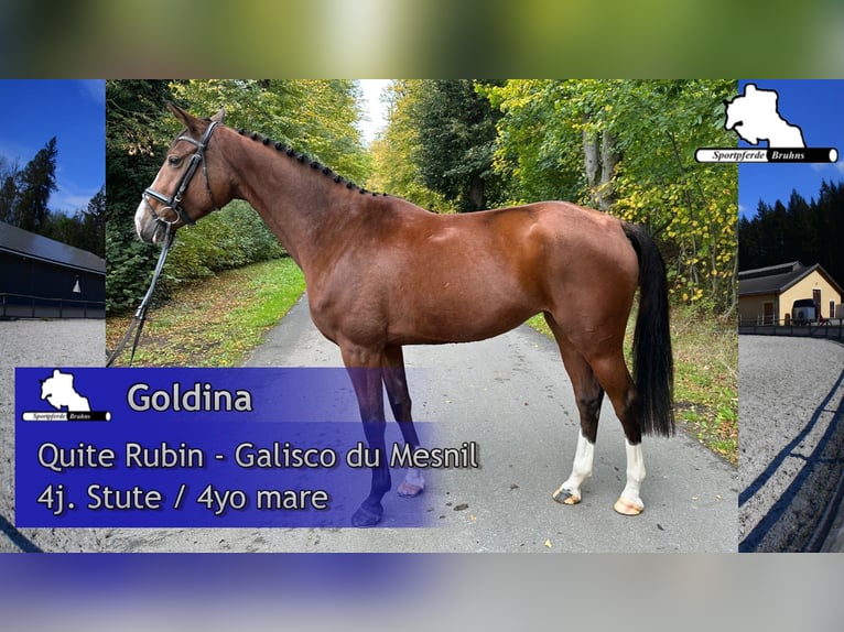Deutsches Sportpferd Stute 4 Jahre 168 cm Brauner in Gadow