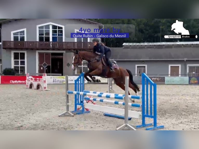 Deutsches Sportpferd Stute 4 Jahre 168 cm Brauner in Gadow