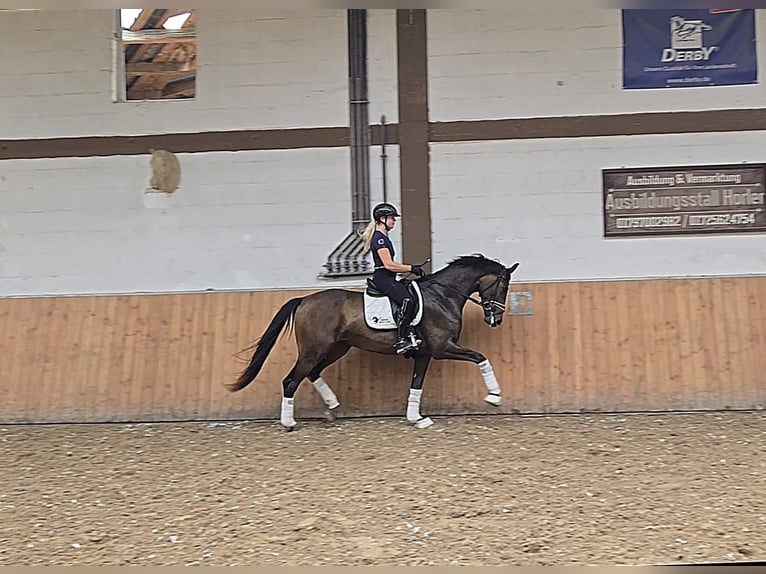 Deutsches Sportpferd Stute 4 Jahre 168 cm Dunkelbrauner in Röttingen Deutsches Sportpferd Stute 4 Jahre 168 cm Dunkelbrauner in Röttingen