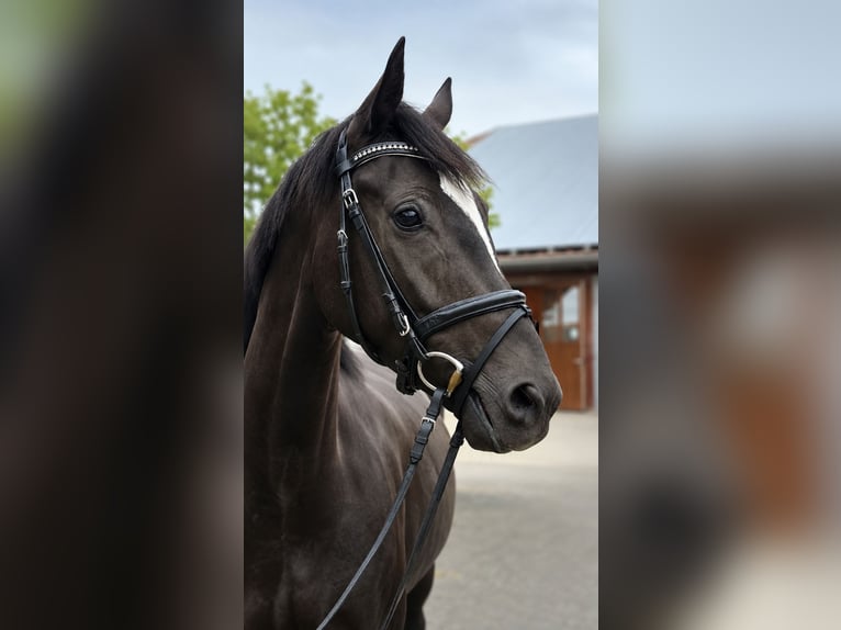 Deutsches Sportpferd Stute 4 Jahre 168 cm Dunkelbrauner in Vechta