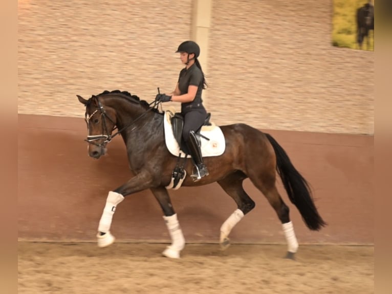 Deutsches Sportpferd Stute 4 Jahre 168 cm Dunkelbrauner in Wehringen