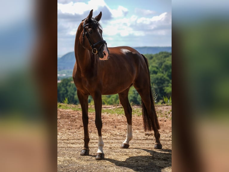 Deutsches Sportpferd Stute 4 Jahre 168 cm Dunkelfuchs in Beckingen