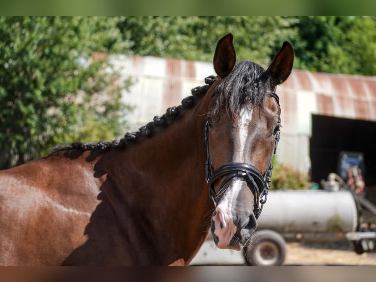 Deutsches Sportpferd Stute 4 Jahre 168 cm Dunkelfuchs in Beckingen