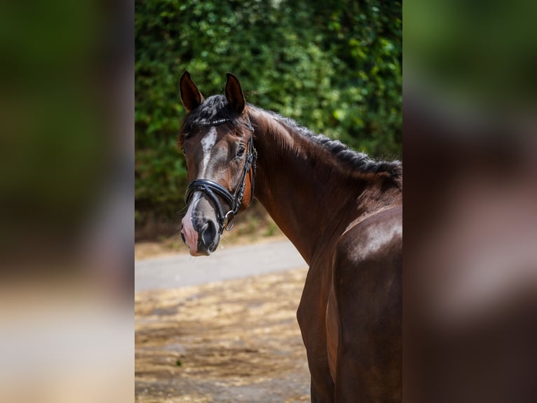Deutsches Sportpferd Stute 4 Jahre 168 cm Dunkelfuchs in Beckingen