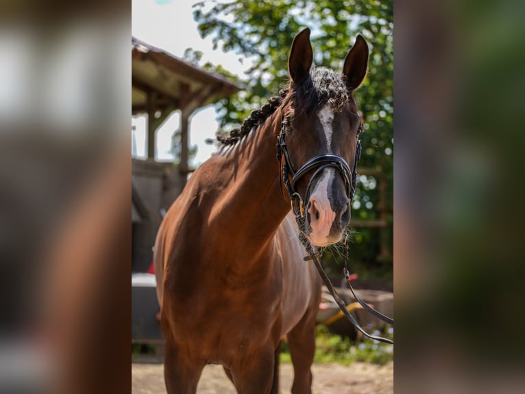 Deutsches Sportpferd Stute 4 Jahre 168 cm Dunkelfuchs in Beckingen