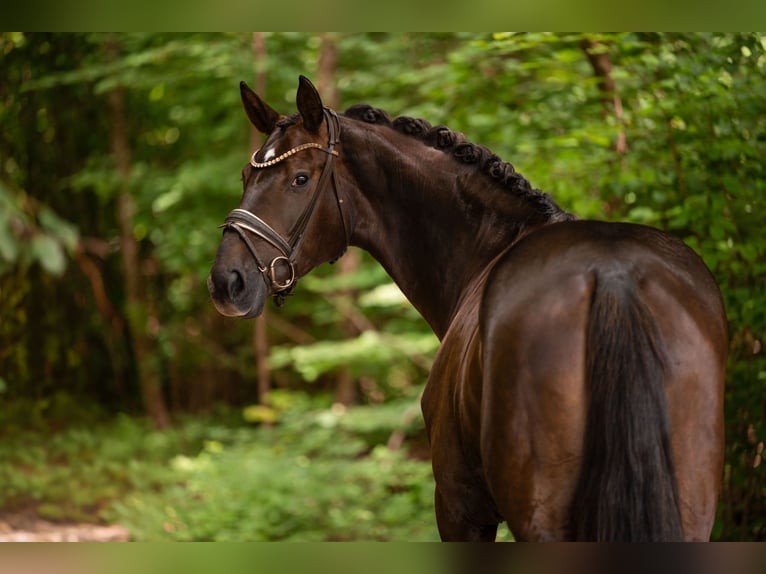 Deutsches Sportpferd Stute 4 Jahre 168 cm Dunkelfuchs in Wehringen