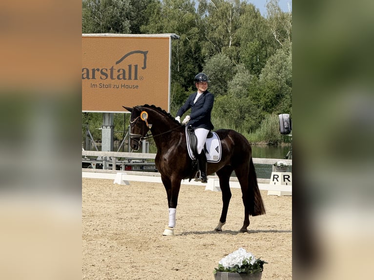 Deutsches Sportpferd Stute 4 Jahre 168 cm Dunkelfuchs in Wehringen