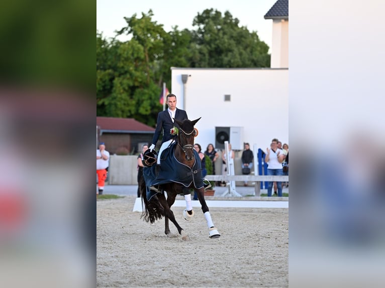 Deutsches Sportpferd Stute 4 Jahre 168 cm Dunkelfuchs in Wehringen
