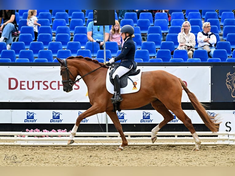Deutsches Sportpferd Stute 4 Jahre 168 cm Fuchs in Eckenroth
