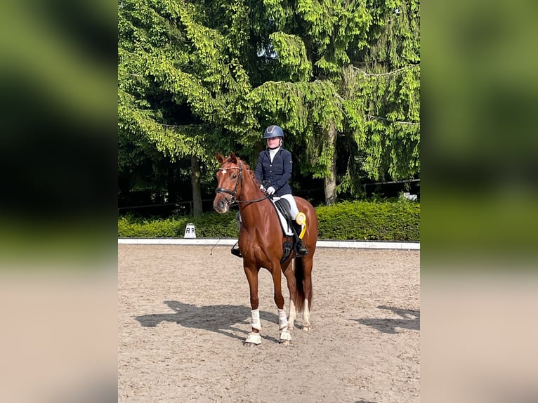 Deutsches Sportpferd Stute 4 Jahre 168 cm Fuchs in Eckenroth
