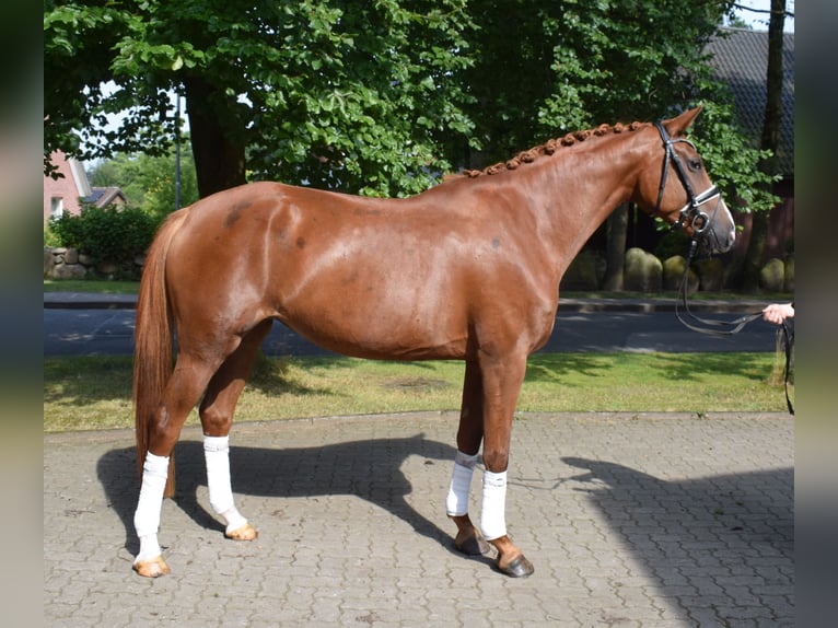 Deutsches Sportpferd Stute 4 Jahre 168 cm Fuchs in Fredenbeck