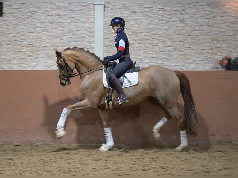 Deutsches Sportpferd Stute 4 Jahre 168 cm Fuchs in Wehringen