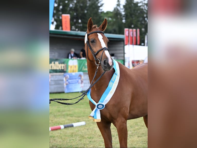 Deutsches Sportpferd Stute 4 Jahre 168 cm Fuchs in Bad Birnbach