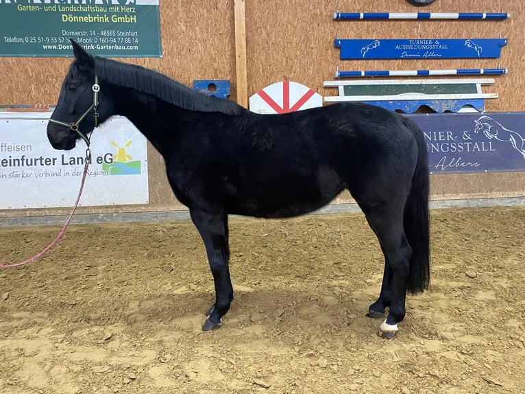 Deutsches Sportpferd Stute 4 Jahre 168 cm Rappe in Neuenkirchen