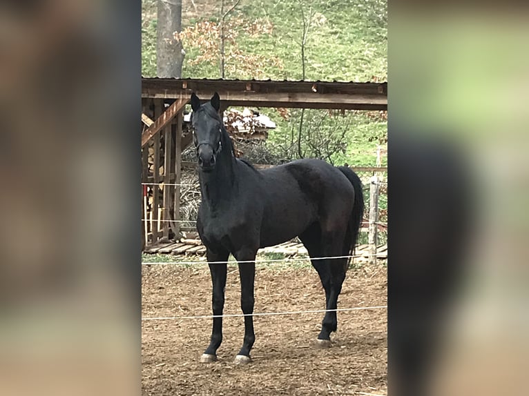 Deutsches Sportpferd Stute 4 Jahre 168 cm Rappe in Renthendorf