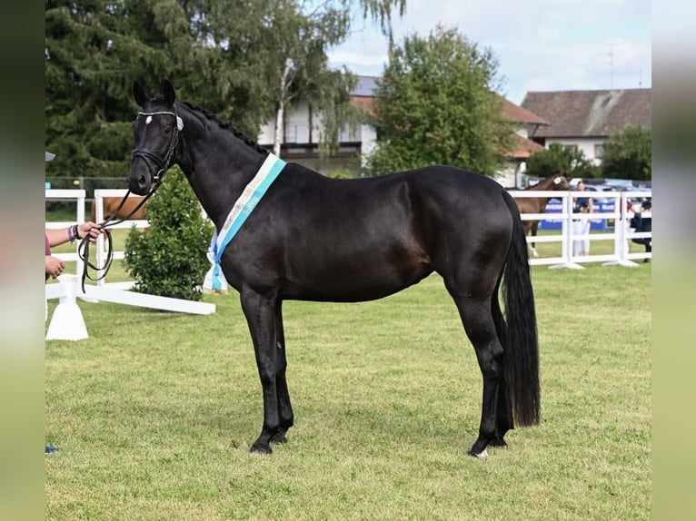 Deutsches Sportpferd Stute 4 Jahre 168 cm Rappe in Finsing