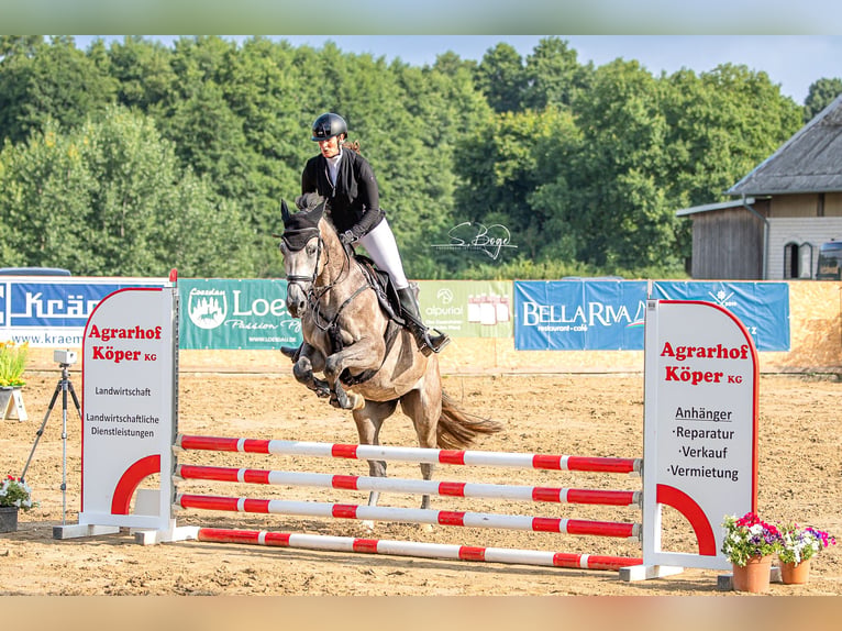 Deutsches Sportpferd Stute 4 Jahre 168 cm Schimmel in Hohen Wangelin
