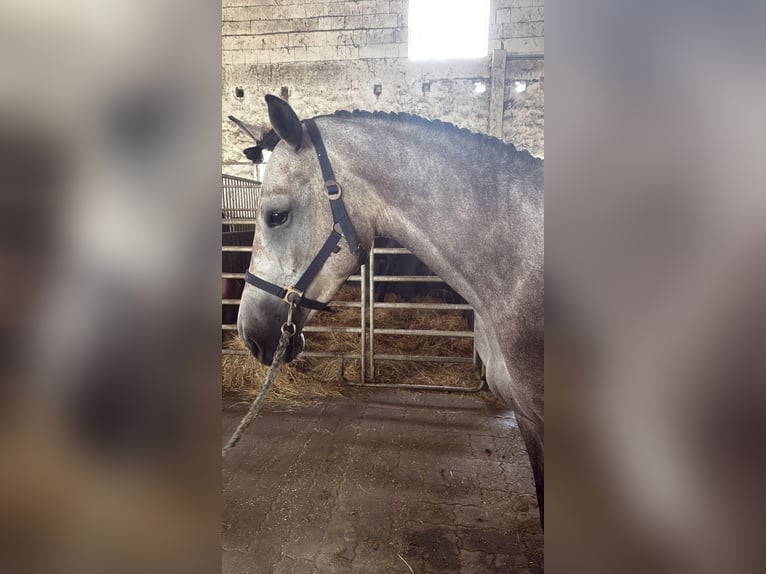 Deutsches Sportpferd Stute 4 Jahre 168 cm Schimmel in Hohen Wangelin